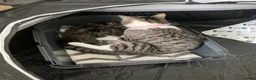 Mixed Breed cats for sale: 4 beautiful kittens available  in Weymouth - Advert 7