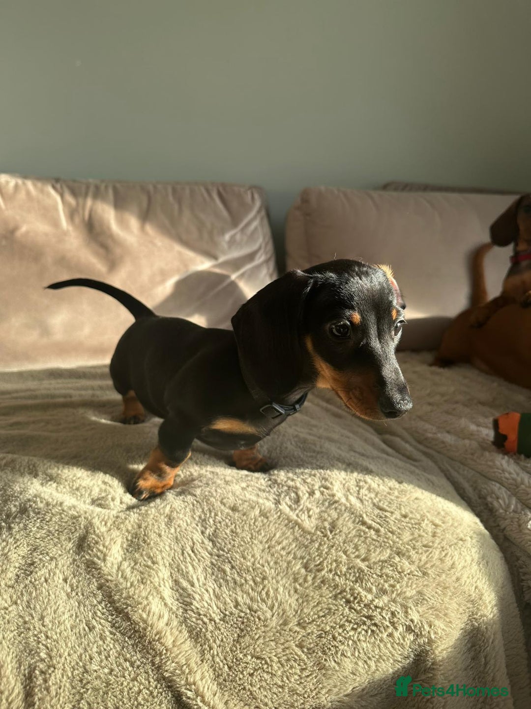 Miniature Dachshund dogs for sale: KC registered PRA CLR miniature dachshund  - Advert 4