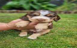 Cocker Spaniel dogs for sale: Show type x working cocker spaniel puppies - Image 5