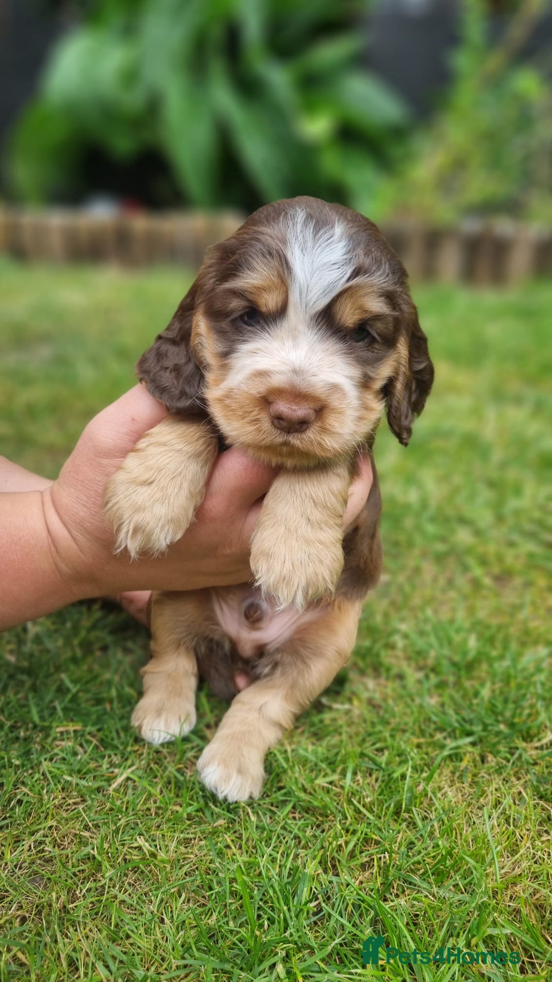 Cocker Spaniel dogs for sale: Show type x working cocker spaniel puppies - Image 5