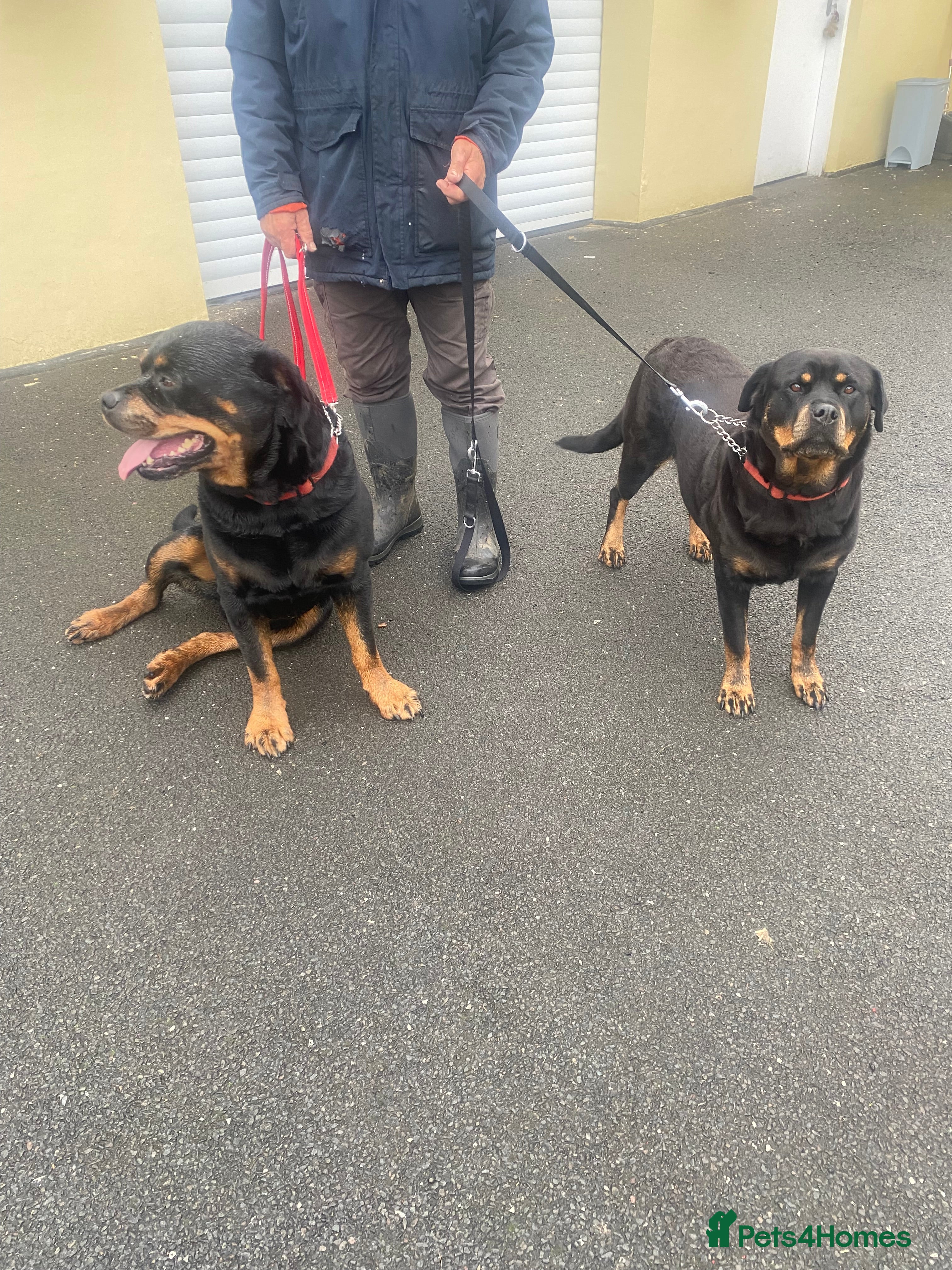 Rottweiler dogs rottweiler pups - Advert 18