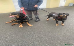Rottweiler dogs for sale: rottweiler pups - Advert 1