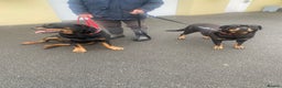 Rottweiler dogs for sale: rottweiler pups - Advert 1