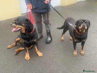 Rottweiler dogs rottweiler pups - Advert 7