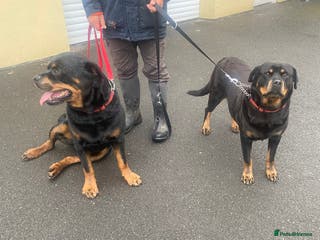 Rottweiler dogs rottweiler pups - Advert 15