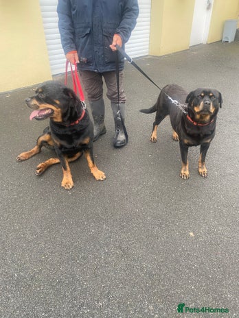 Rottweiler dogs rottweiler pups - Advert 1