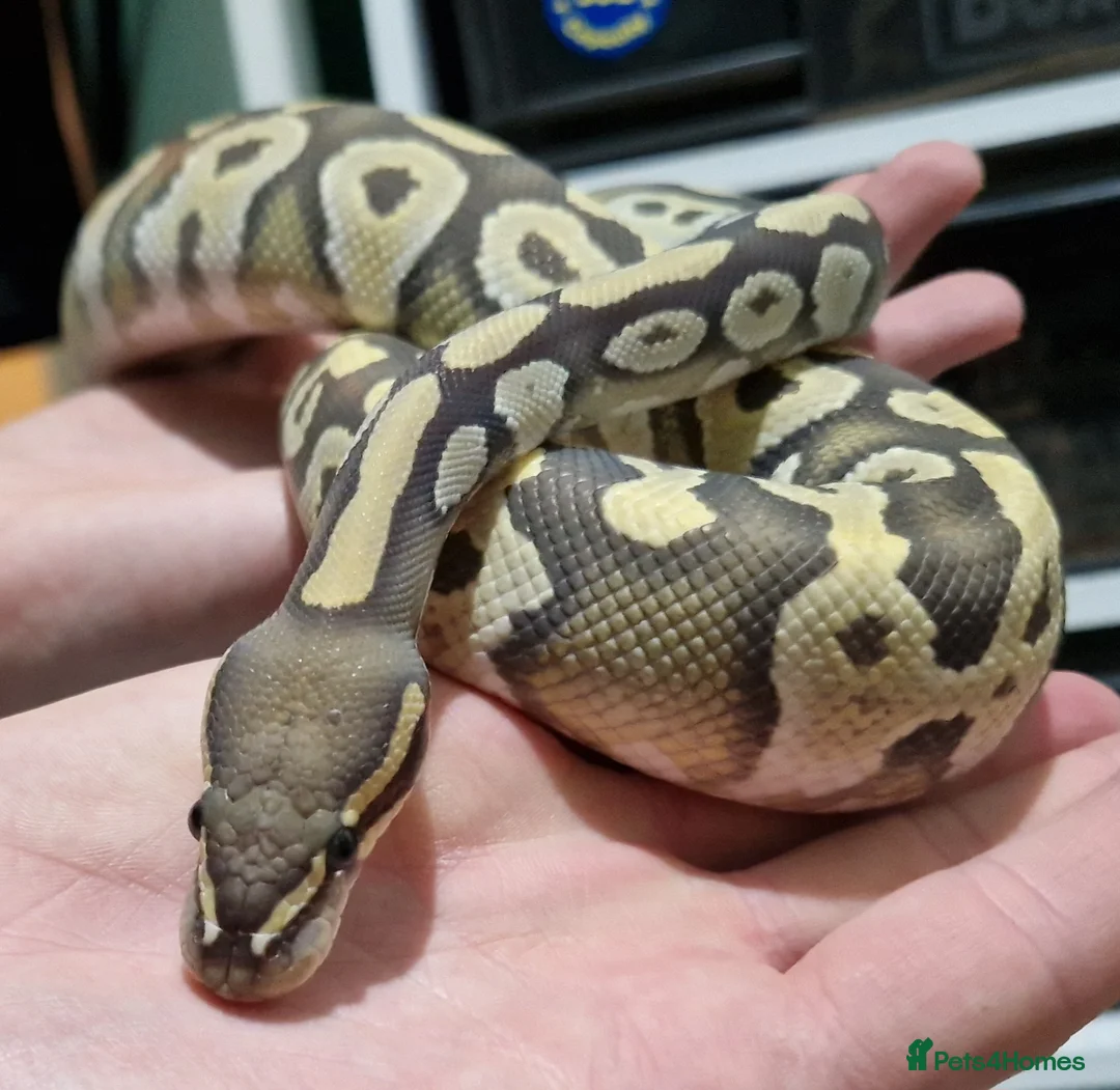 Python Snake reptiles for sale: Ghost mojave make ball python - Advert 3