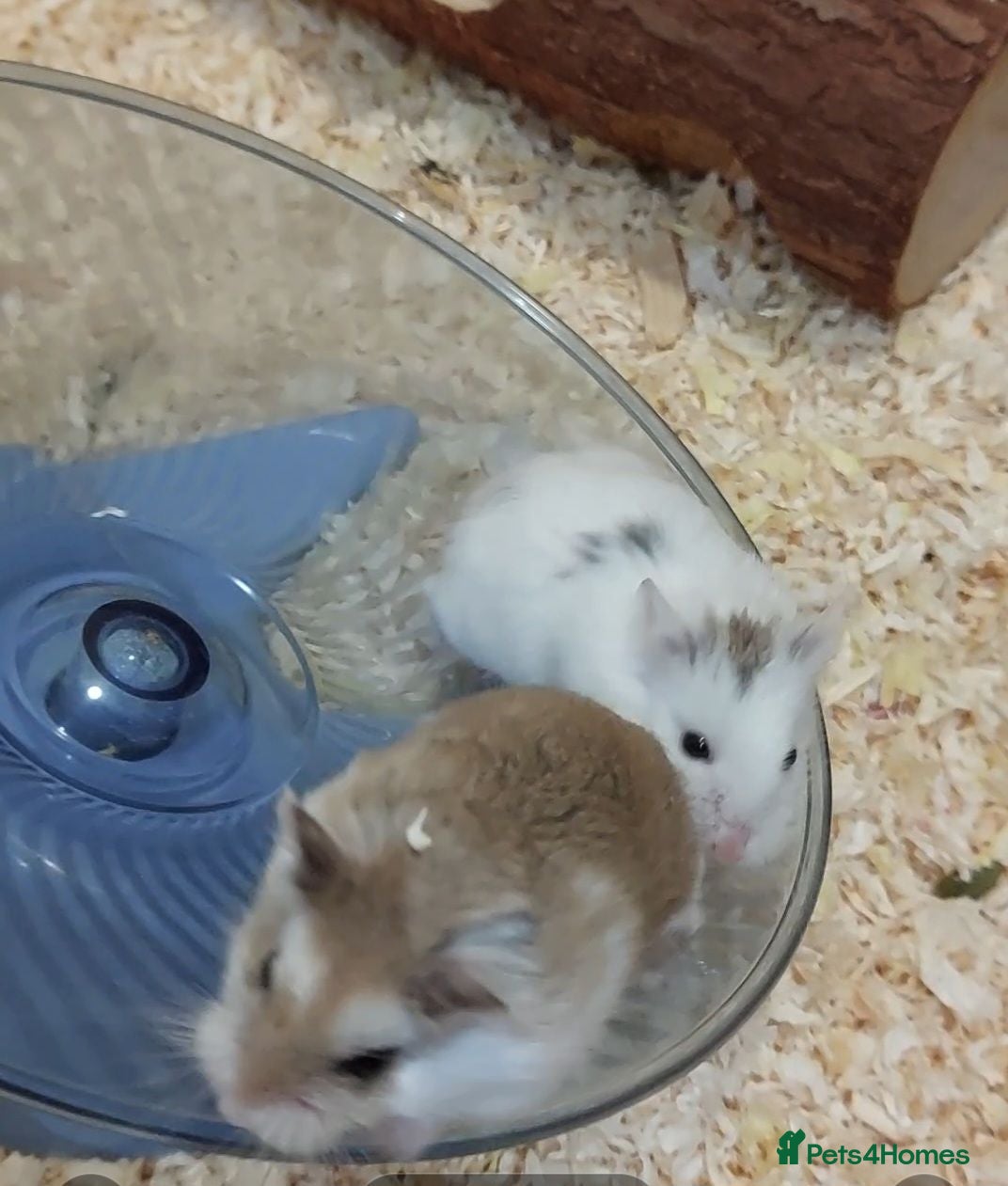 Hamster rodents A cute male hamster - Advert 1