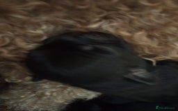 Mixed Breed dogs for sale: Miniature Poodle cross french bulldog puppies  - Image 4