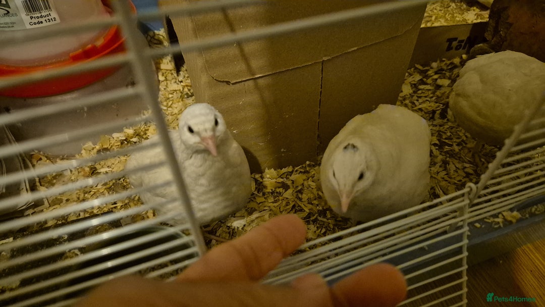 Quail poultry for sale: Female quails £3 each or 4 for £10 B66 - Advert 2