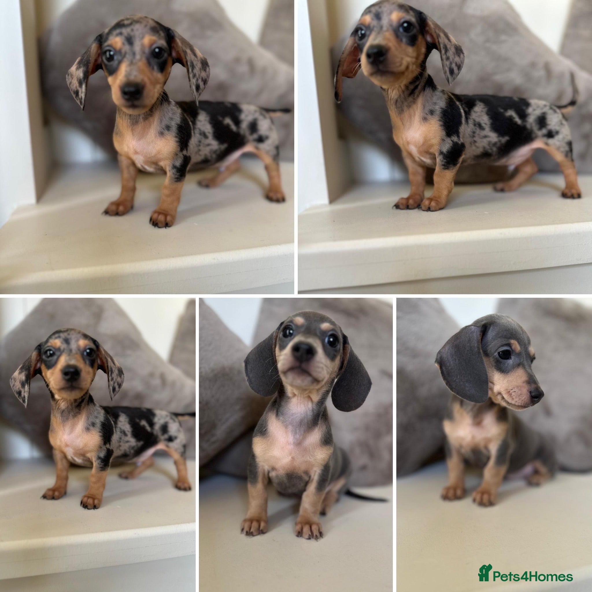 Miniature Dachshund dogs KC Dapple, Blue & Cream Miniature Dachshunds  - Advert 1
