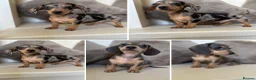 Miniature Dachshund dogs for sale: KC Dapple, Blue & Cream Miniature Dachshunds  in York - Advert 1