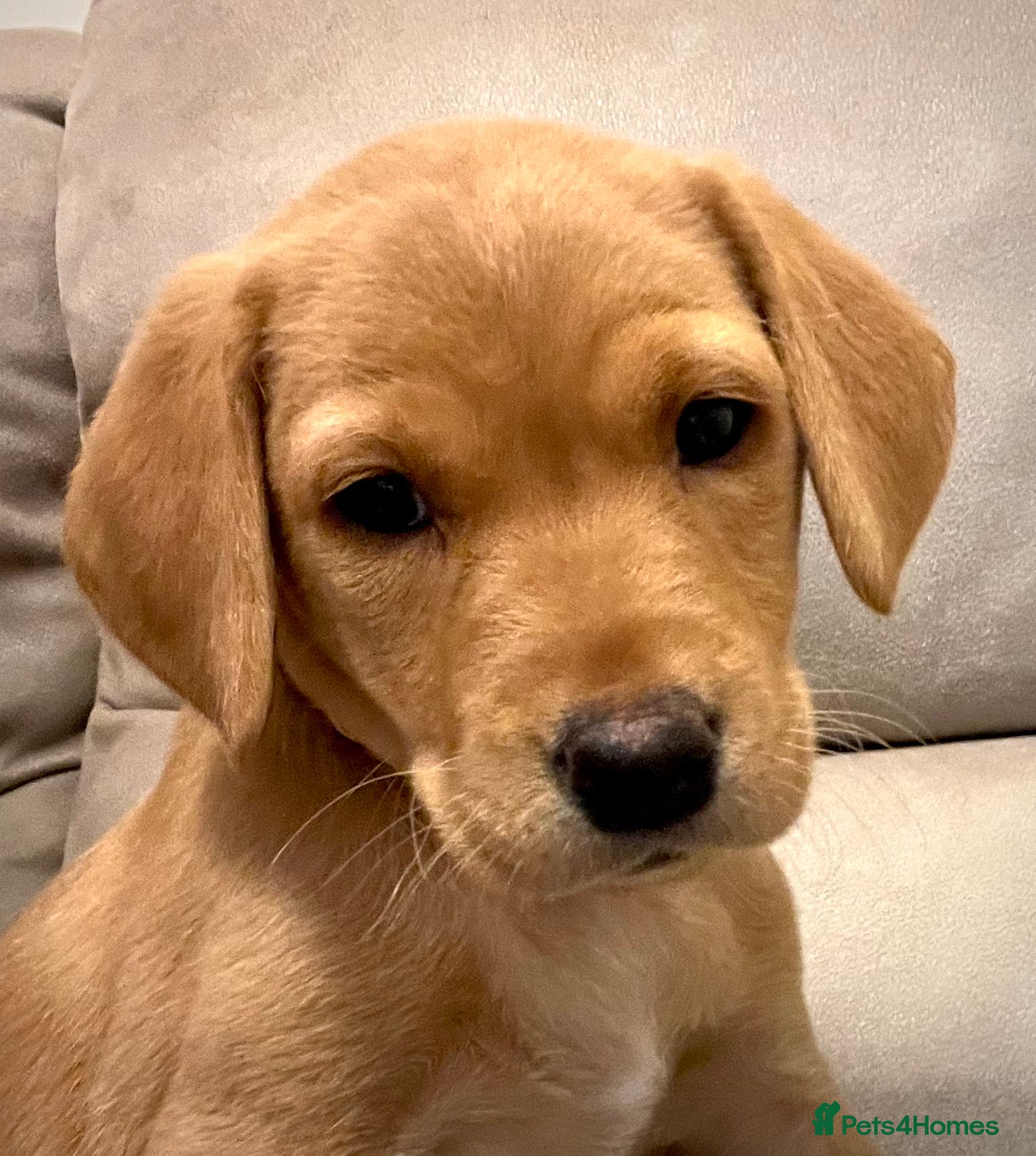 Labrador Retriever dogs Pedigree Kc Registered Labrador Puppies - Advert 2