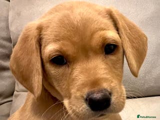 Labrador Retriever dogs Pedigree Kc Registered Labrador Puppies - Advert 12