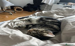 Mixed Breed cats for sale: 2 beautiful kittens ready to go! - Image 12