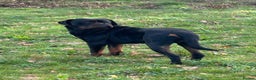 Rottweiler dogs for stud: KC registered STUD ONLY - Advert 5