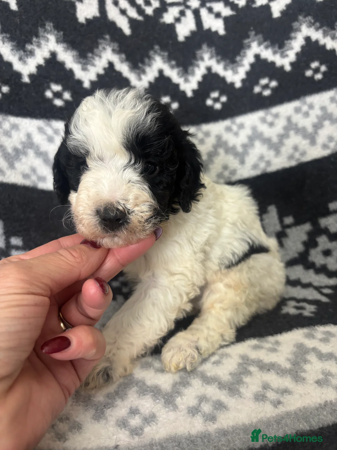 Cavapoochon dogs for sale: Cavapoochons Puppies Heath Tested Unique Colours - Advert 2