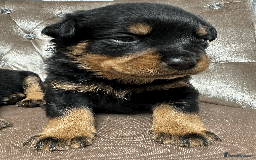Rottweiler dogs for sale: Rottweiler Puppies - Image 9