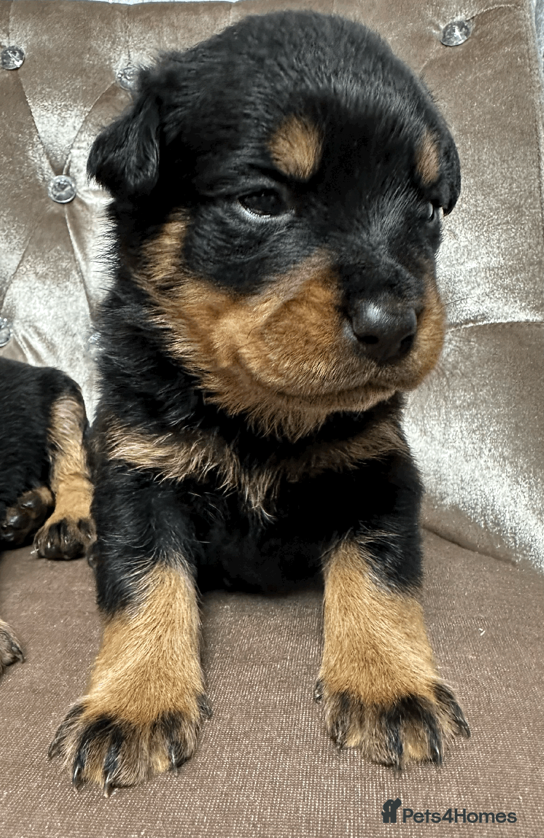 Rottweiler dogs for sale: Rottweiler Puppies - Image 9