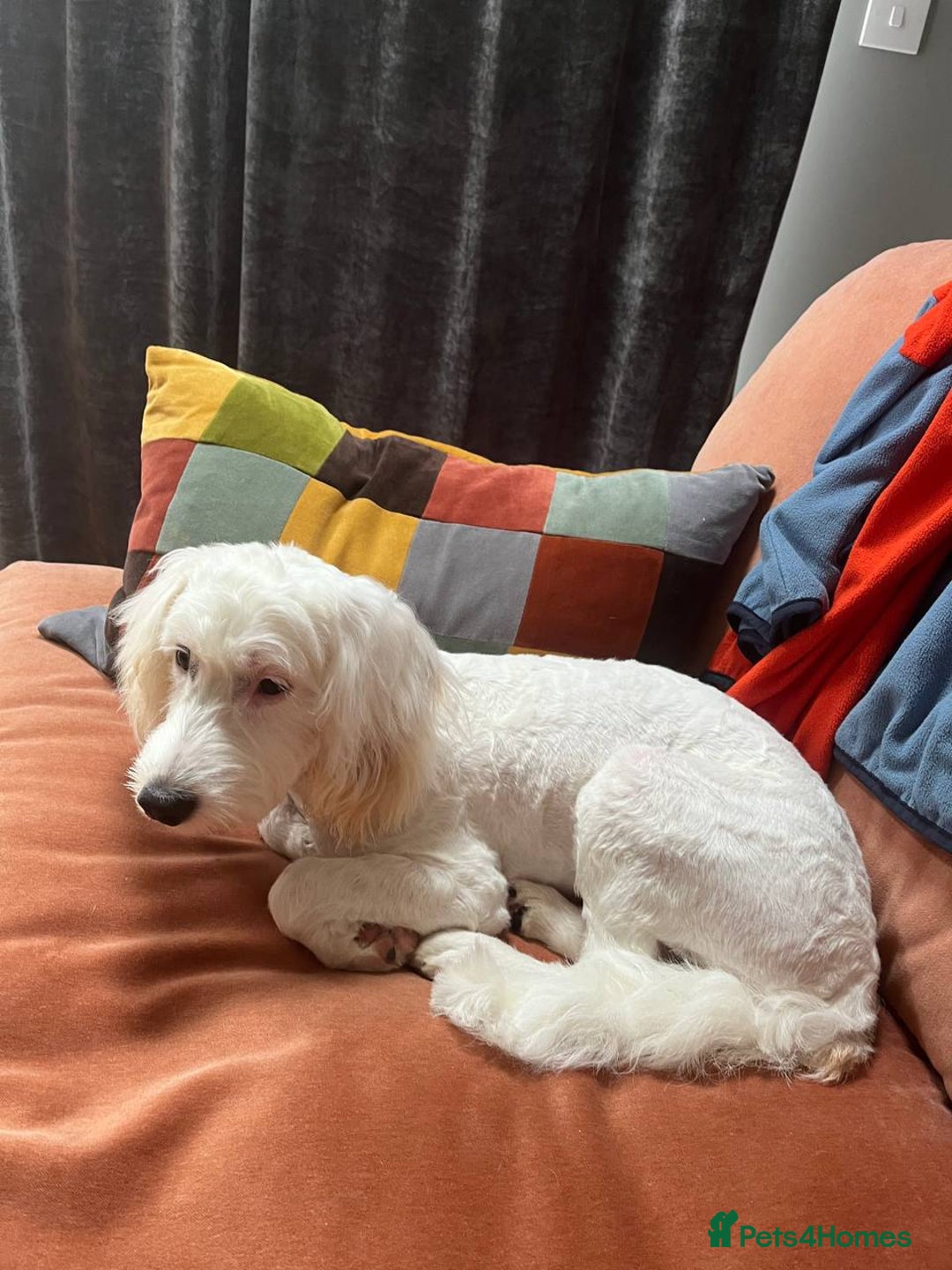 Cockapoo dogs for sale: Beloved Cockapoo Bubble for sale - Advert 10