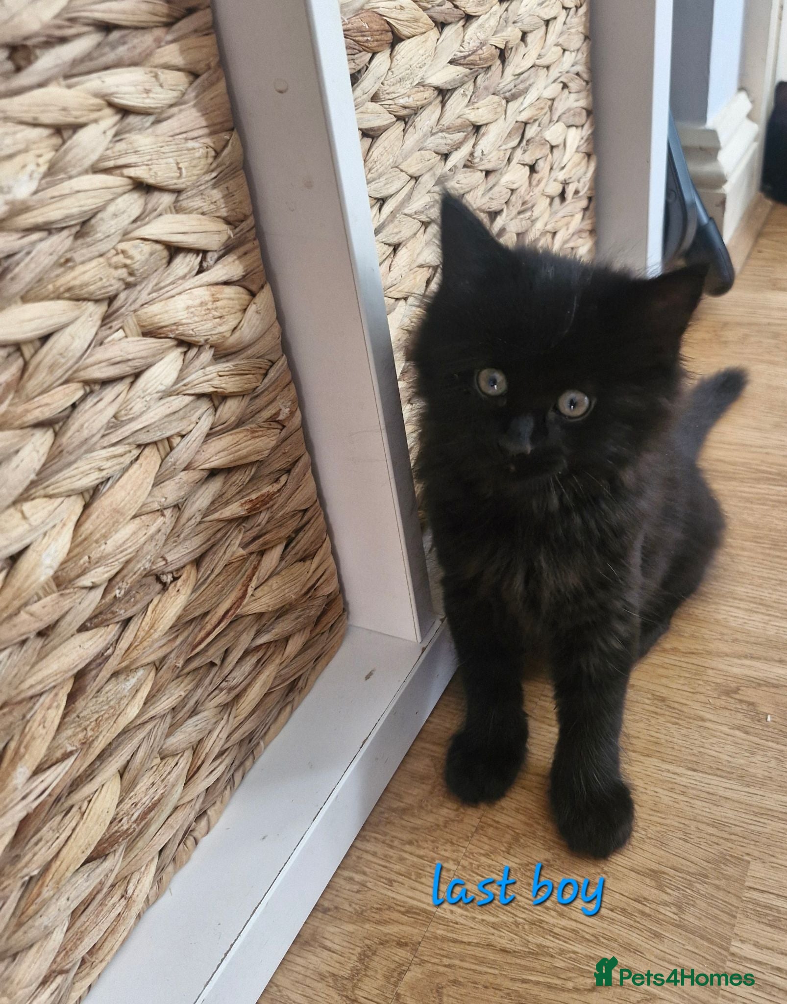 Domestic Shorthair cats Fluffy boy left 💙 Bourton-on-the-water - Advert 7
