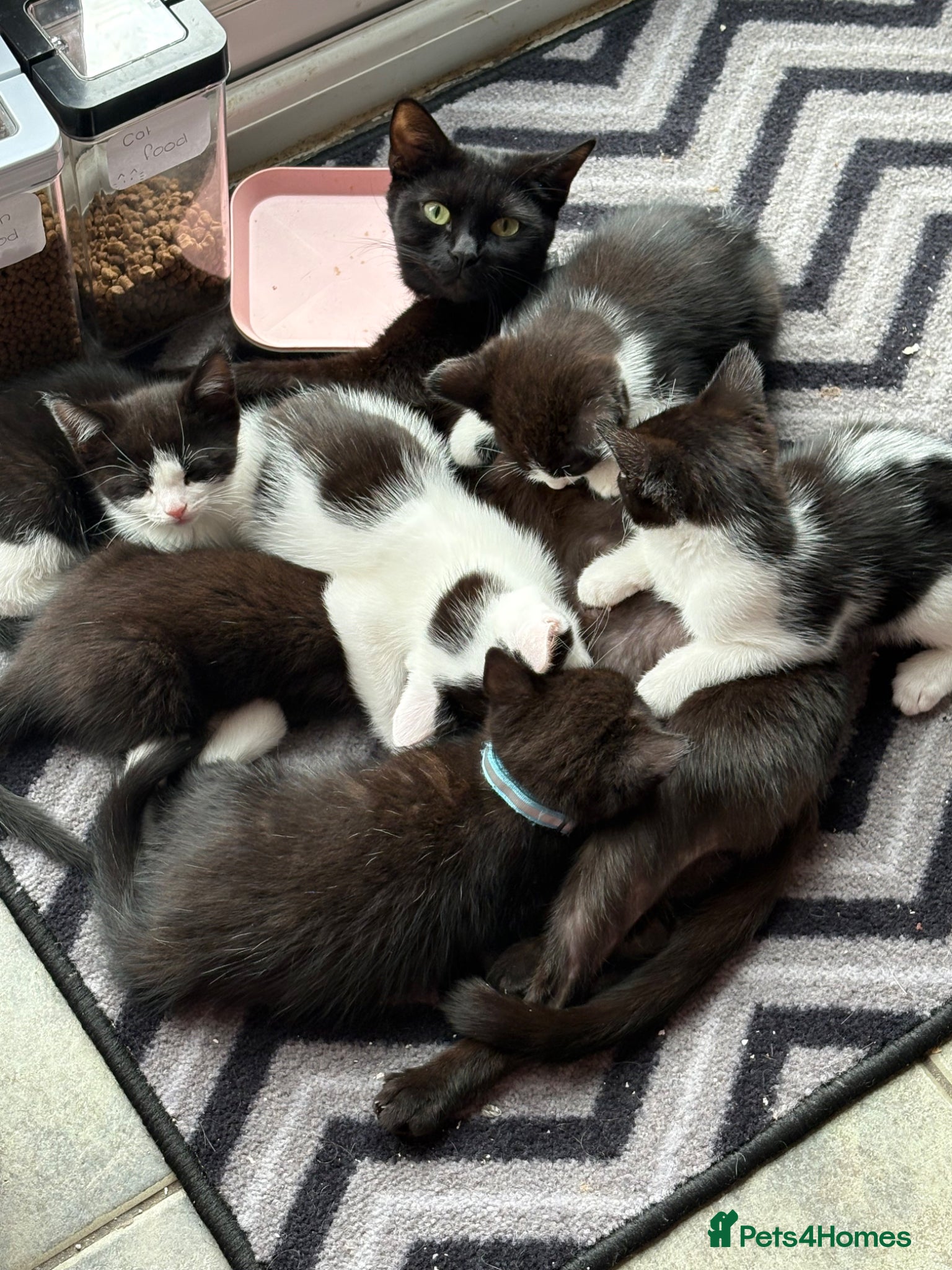 Mixed Breed cats Cute female kitten - Advert 2