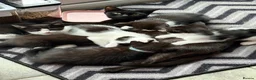 Mixed Breed cats for sale: Cute female kitten in Wellingborough - Advert 1