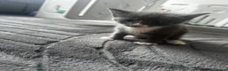 Mixed Breed cats for sale: 4 beautiful kittens  - Advert 13