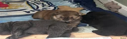 Chow Chow dogs for sale: KC REGISTERED CHOW CHOW  - Advert 7
