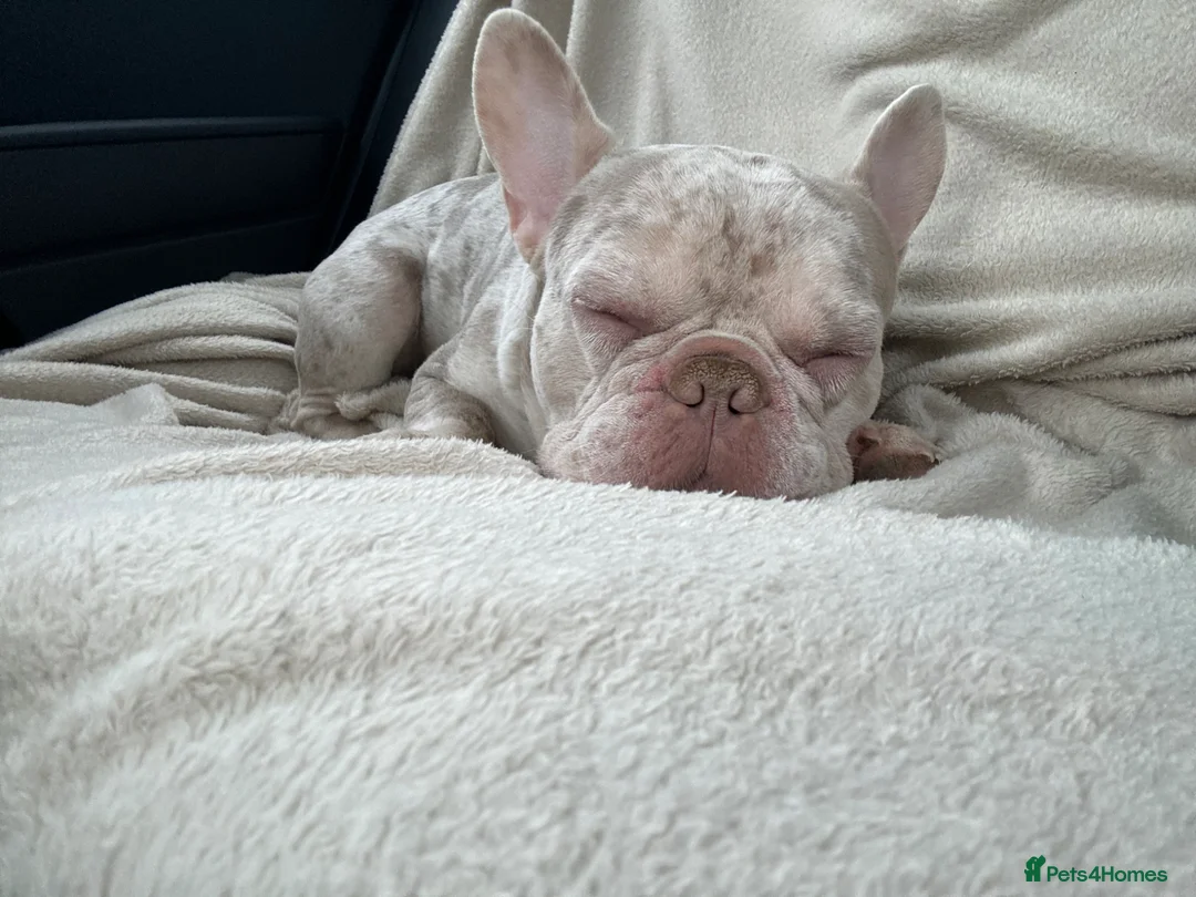 French Bulldog dogs for stud: Ralph  in Maidstone - Advert 2