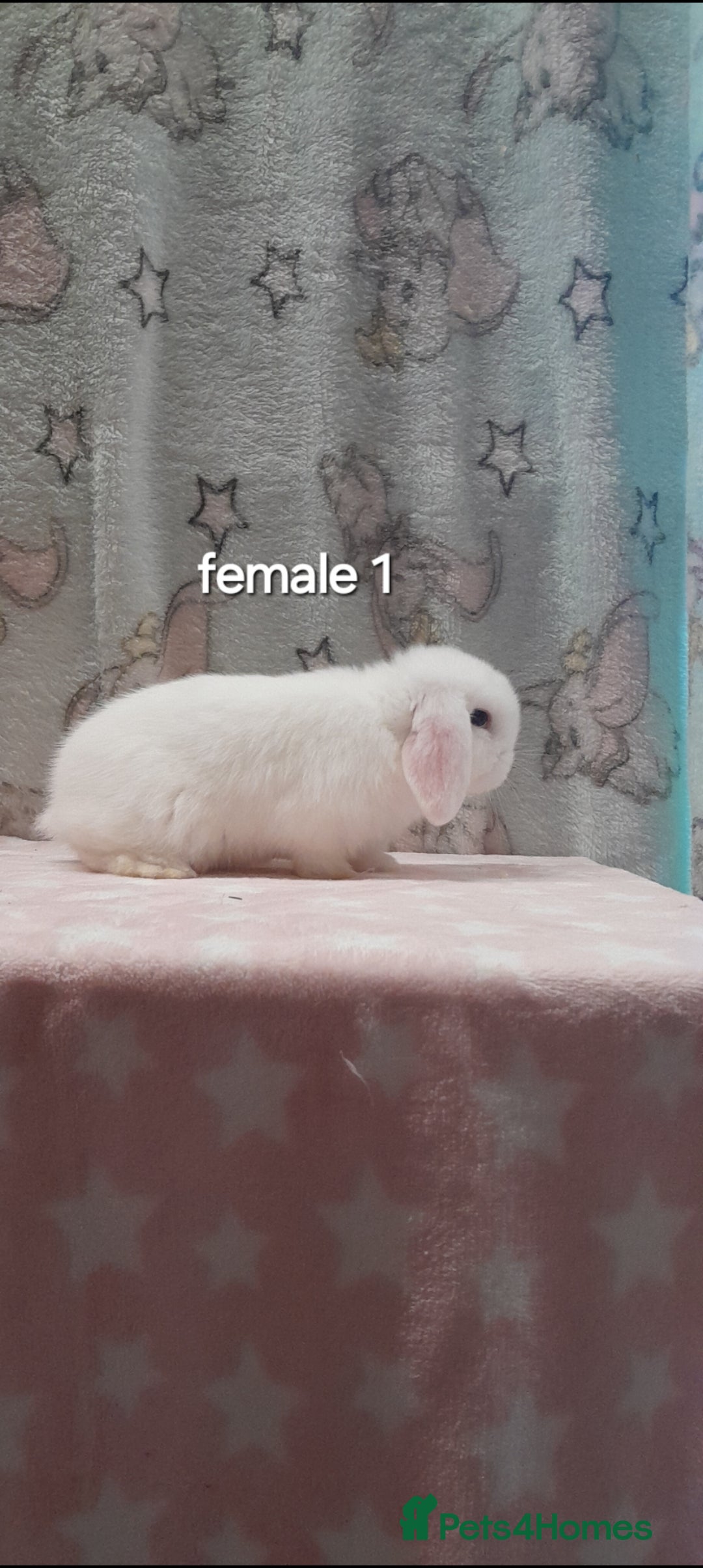 Mini Lop rabbits for sale: Purebred mini lops ready now  - Advert 7