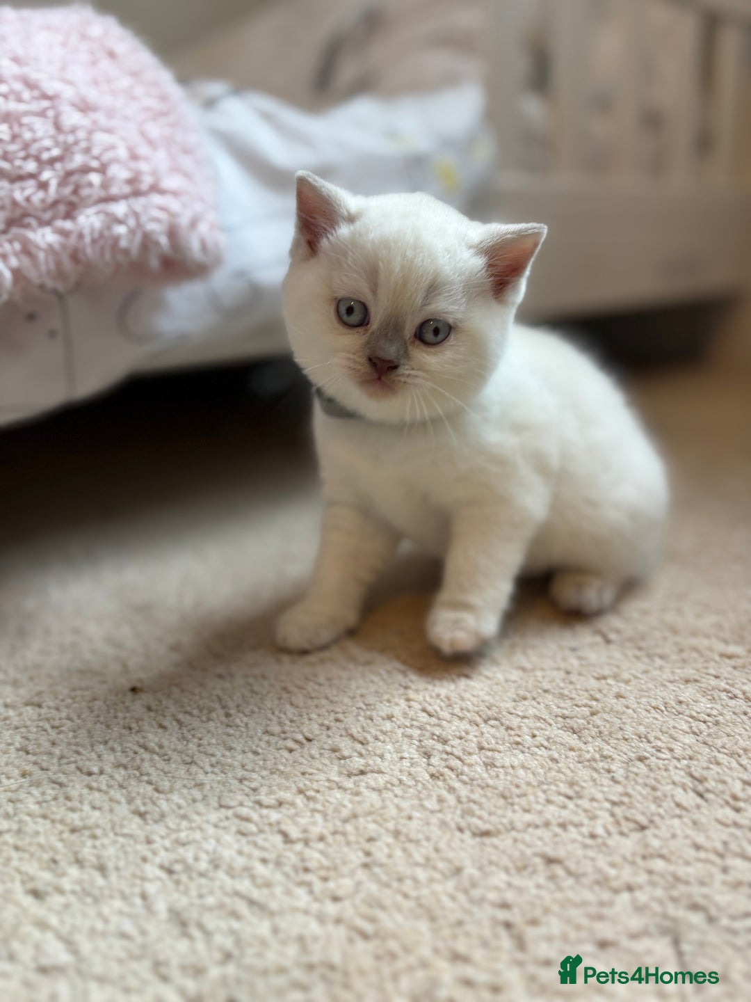 British Shorthair cats for sale: 🐱 Stunning GCCF British Shorthair Kittens  - Advert 9
