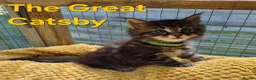 Maine Coon cats for sale: Beautiful maine coon kittens  - Advert 5