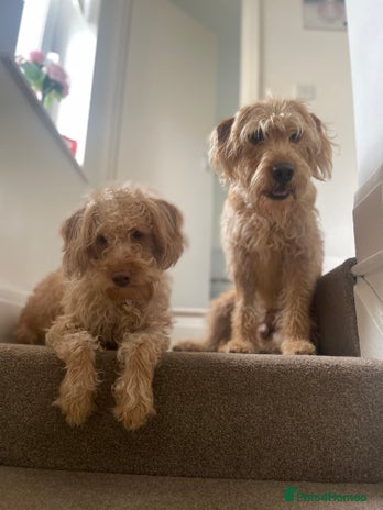 Labradoodle dogs - Advert 1