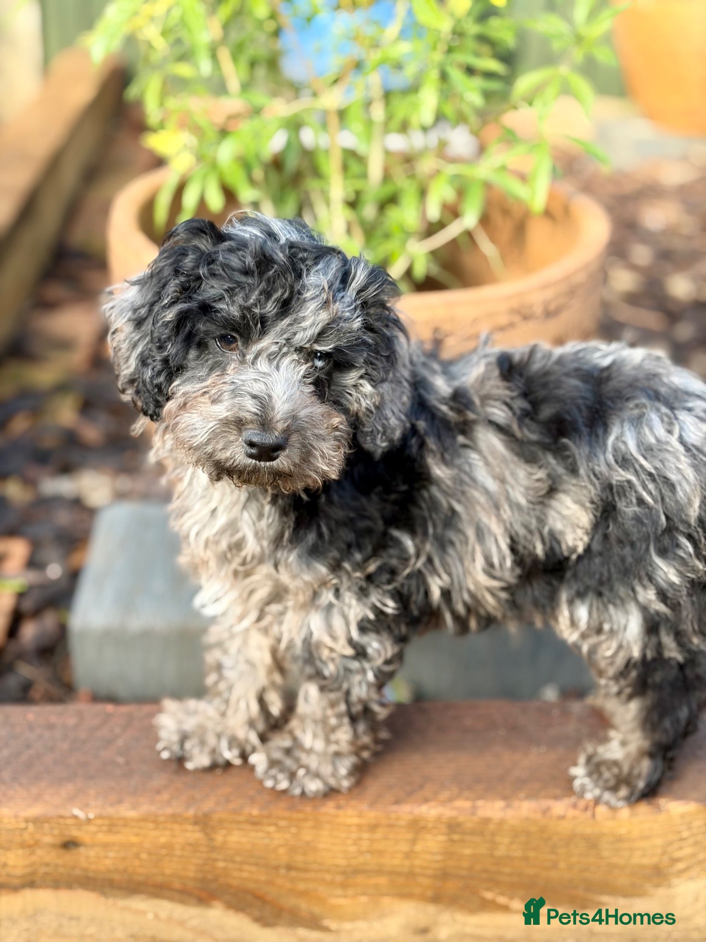 Cockapoo dogs for sale: Bundles of Joy - Advert 1