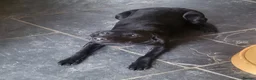 Labrador Retriever dogs for sale: Beautiful Part Trained Black Labrador - Advert 4