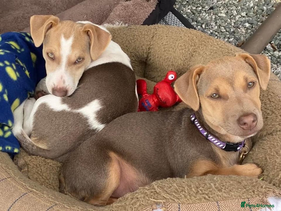 Jack Russell dogs for sale: DONJACKS PUPPIES ON THE WAY!! - Advert 16