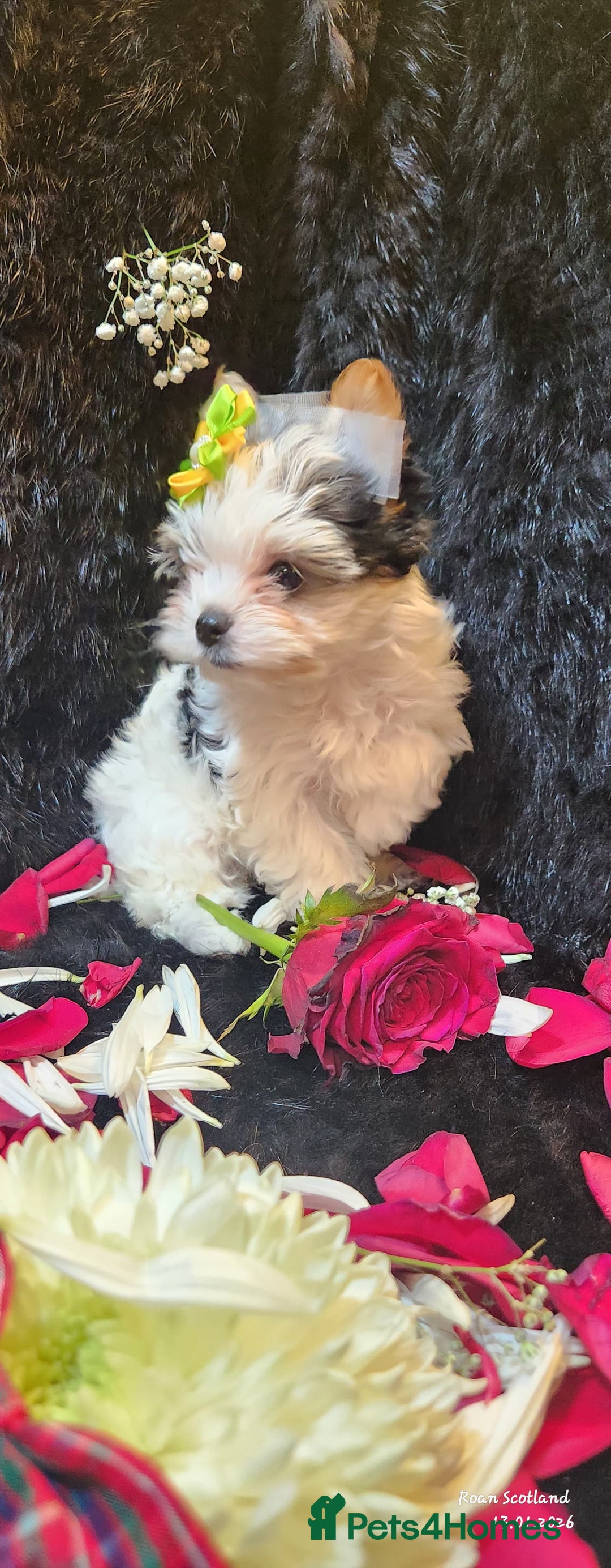 Yorkshire Terrier dogs for sale: Luxury Yorkshire Terrier Puppies/Home Raised/IHR   - Advert 27