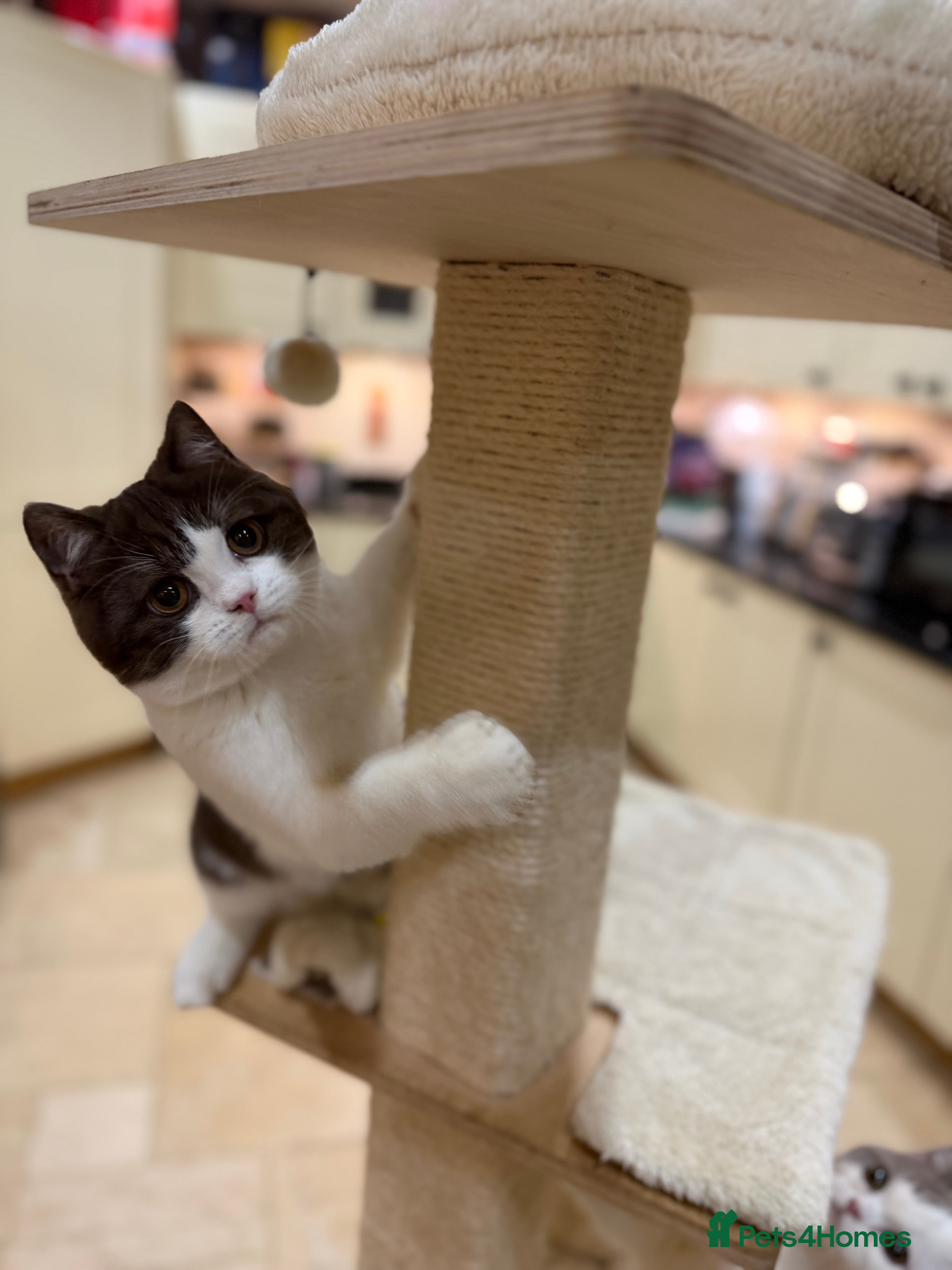 British Shorthair cats 2 lovely boys - READY NOW - Full Pedigree BSH - Advert 4