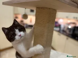 British Shorthair cats 2 lovely boys - READY NOW - Full Pedigree BSH - Advert 9