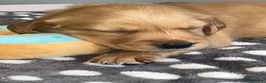 Golden Retriever Yellow