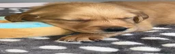 Golden Retriever dogs for sale: KC Fox Red Golden Retriever Puppies  in ELY - Advert 7