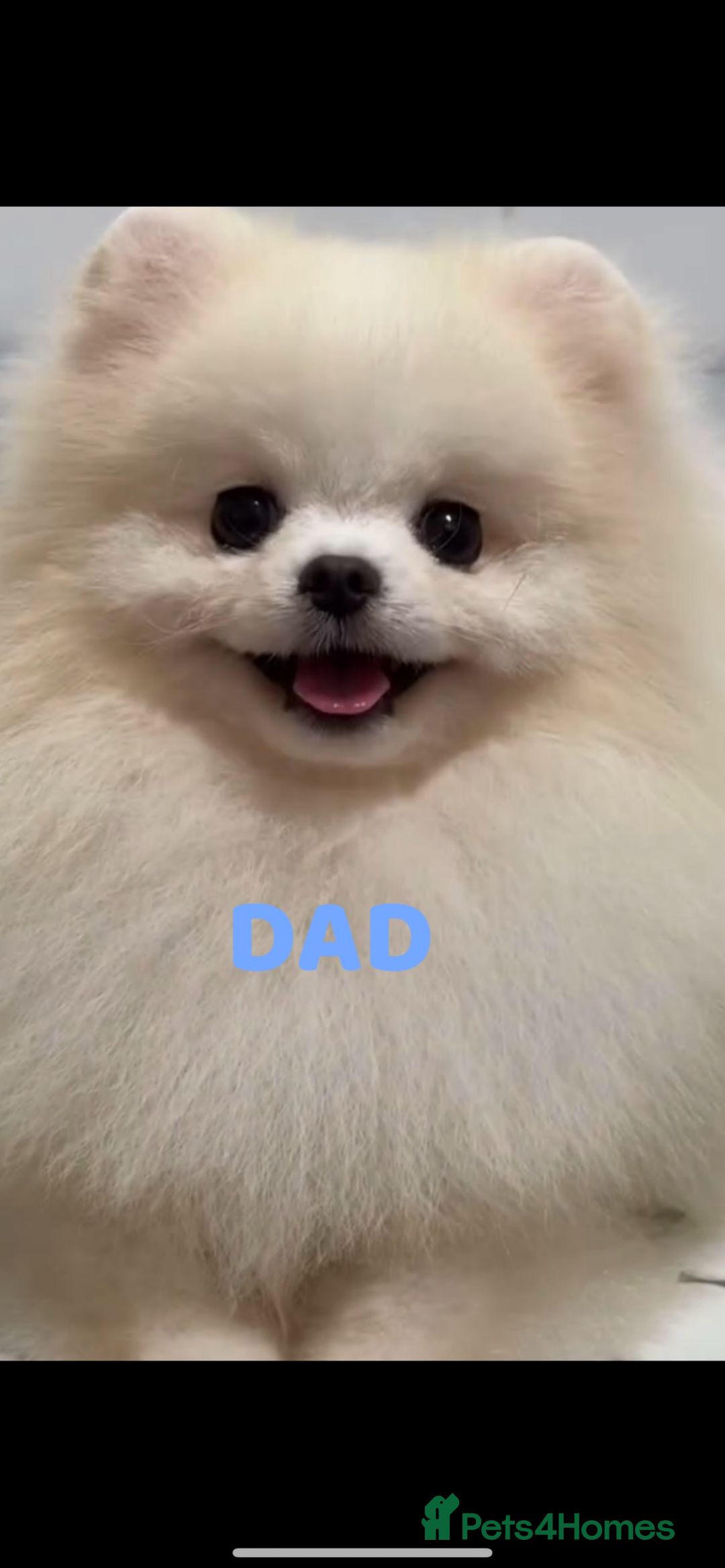 Pomeranian dogs for sale: Two Snow White Teddy Poms ❄️ 🤍 ❤️ 🐻  - Advert 5