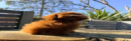 Toy Poodle dogs for sale: Asian Teddy poodle Girl very tiny - Advert 31