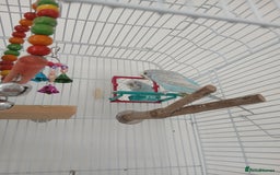 Budgerigars birds for sale: Male budgie (baby blue + white) - Image 1