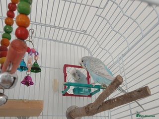 Budgerigars birds for sale - Advert 1