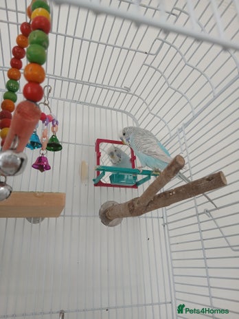 Budgerigars birds - Advert 1