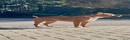 Staffordshire Bull Terrier dogs for sale: Hank. - Advert 7