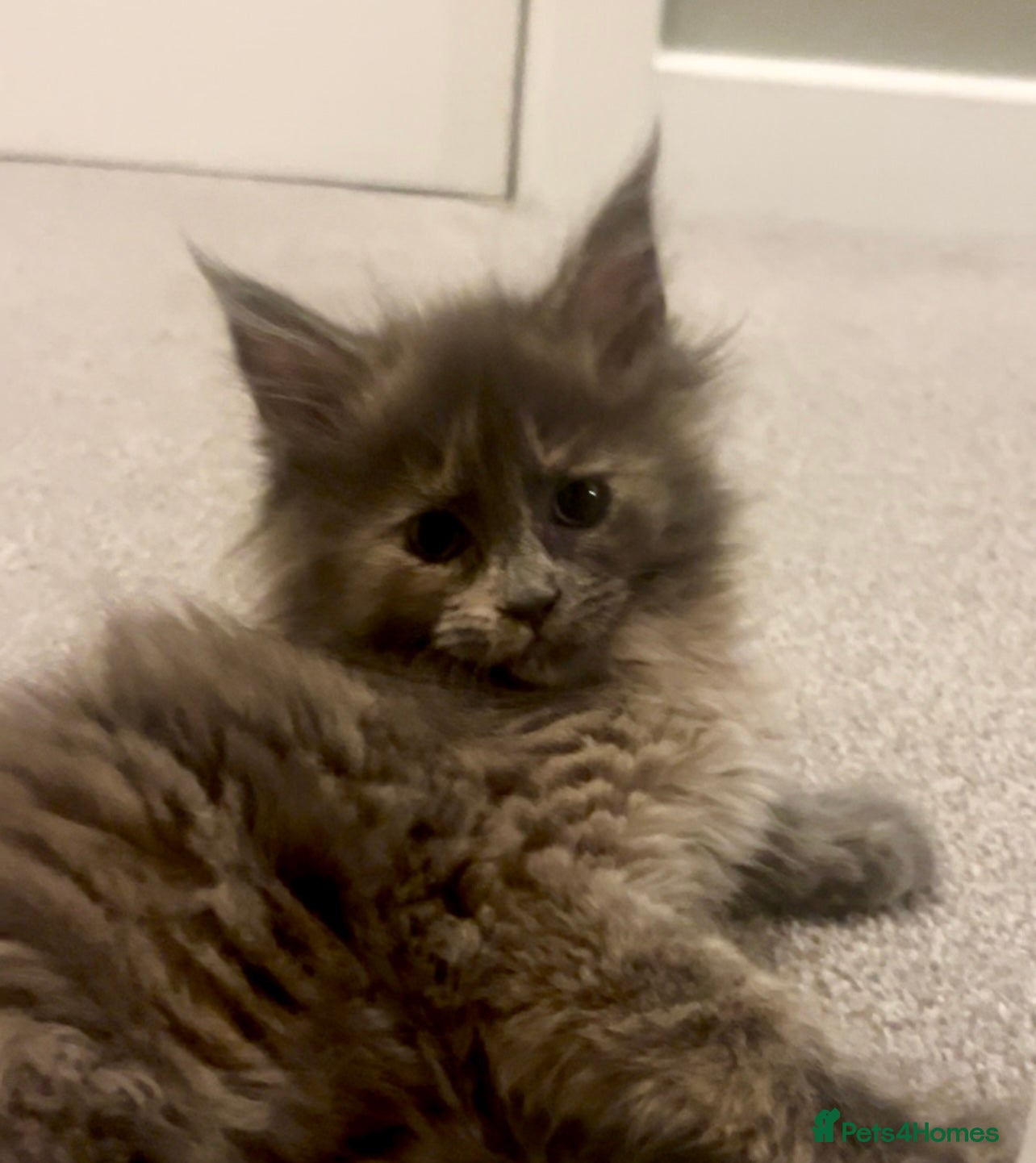 Maine Coon cats Blue Cream Tortie girl, READY NOW  - Advert 12