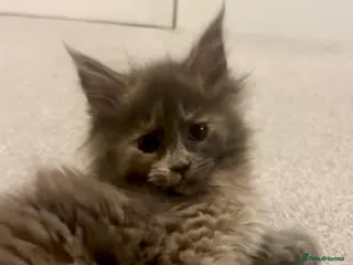 Maine Coon cats Blue Cream Tortie girl, READY NOW - Advert 12